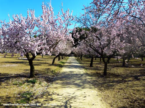 Quinta de los Molinos. Almendros en Flor. Madrid Spain