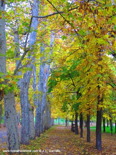 Casa de Campo Otoño Madrid Spain