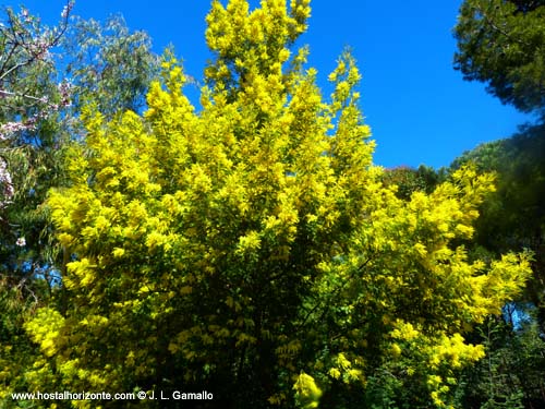 Quinta de los Molinos. Almendros en Flor. Madrid Spain